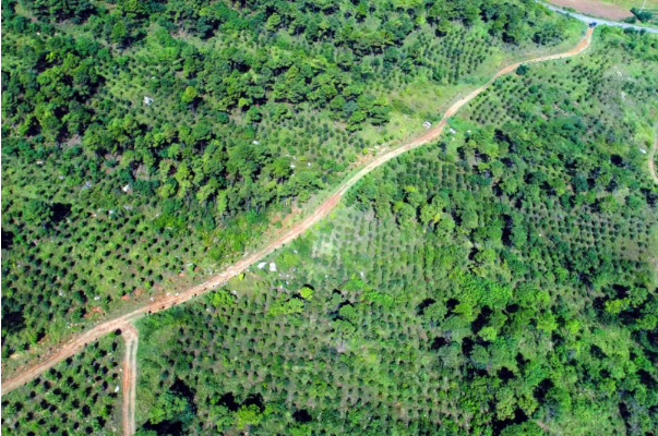 林業(yè)勘查.png 林業(yè)勘查.png